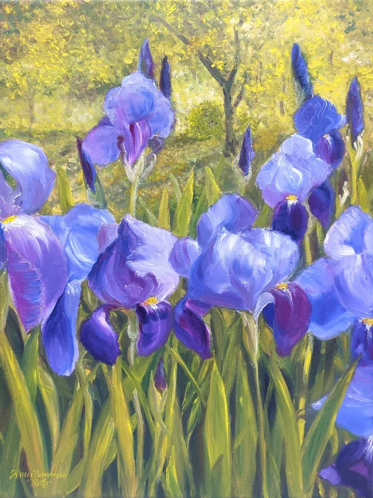 Detail kvetoucích fialových kosatců